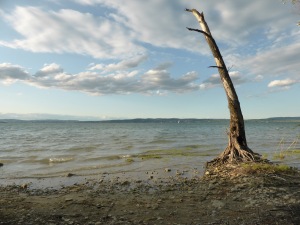 Tree - Bodensee